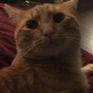 Meet your Posher, Ash